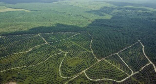 Diduga Salah Eksekusi, Satgas PKH dan Kejagung Didesak Tinjau Ulang Penyitaan Kebun Sawit 47.000 Hektare di Padang Lawas