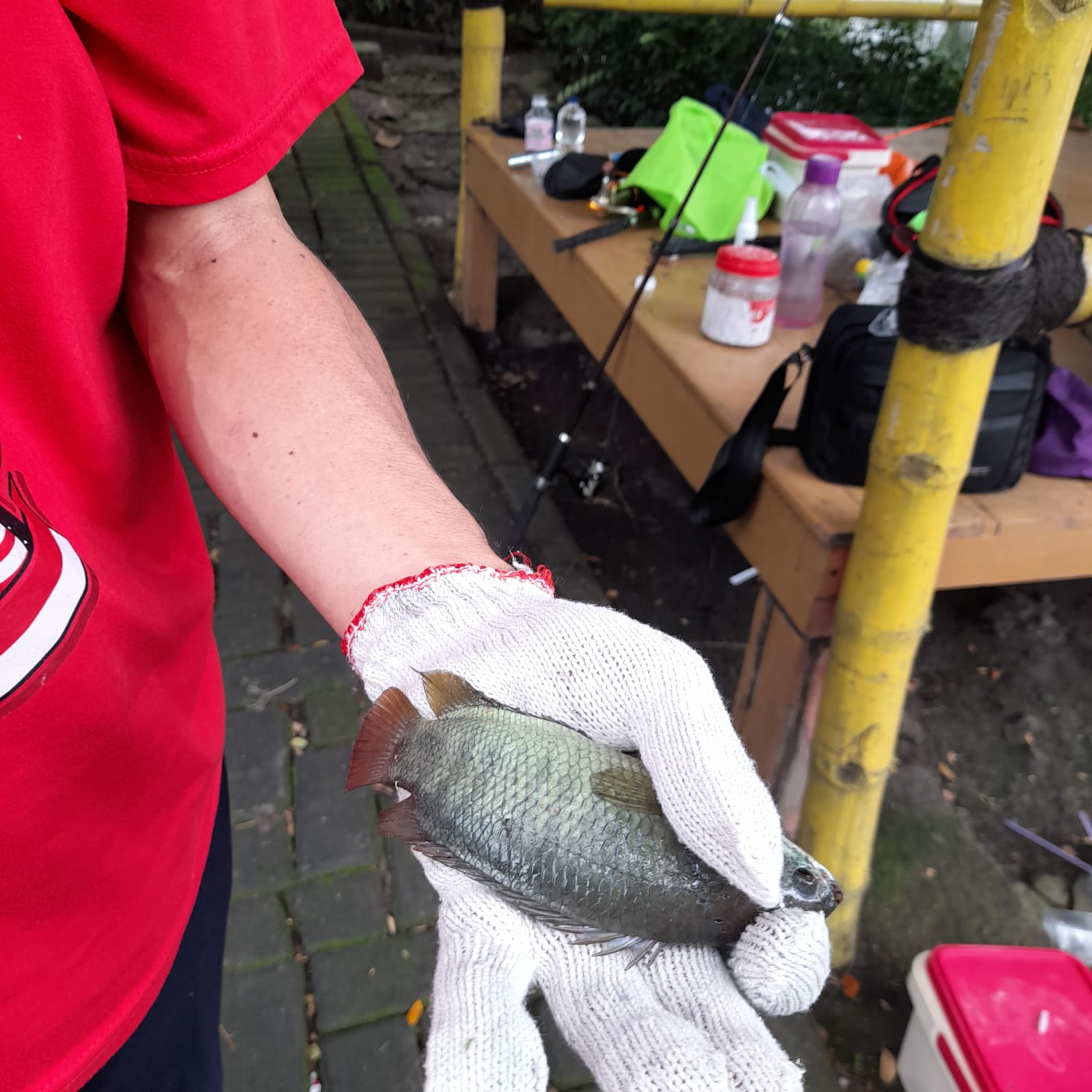 hasil tangkapan ikan Mujaer