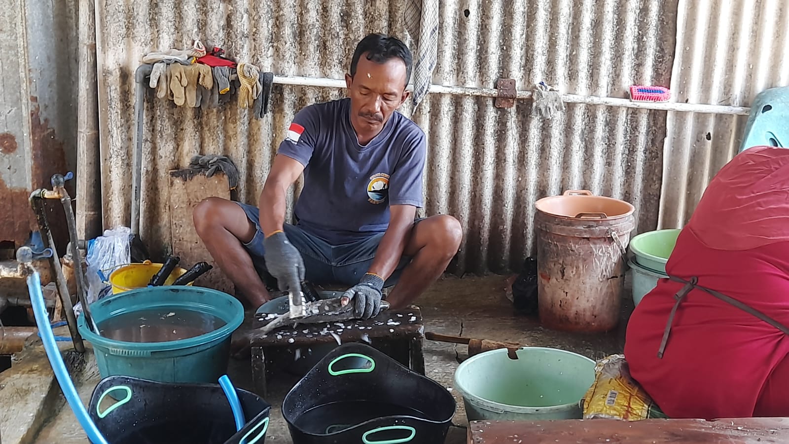 Proses pembersihan ikan Kakap putih