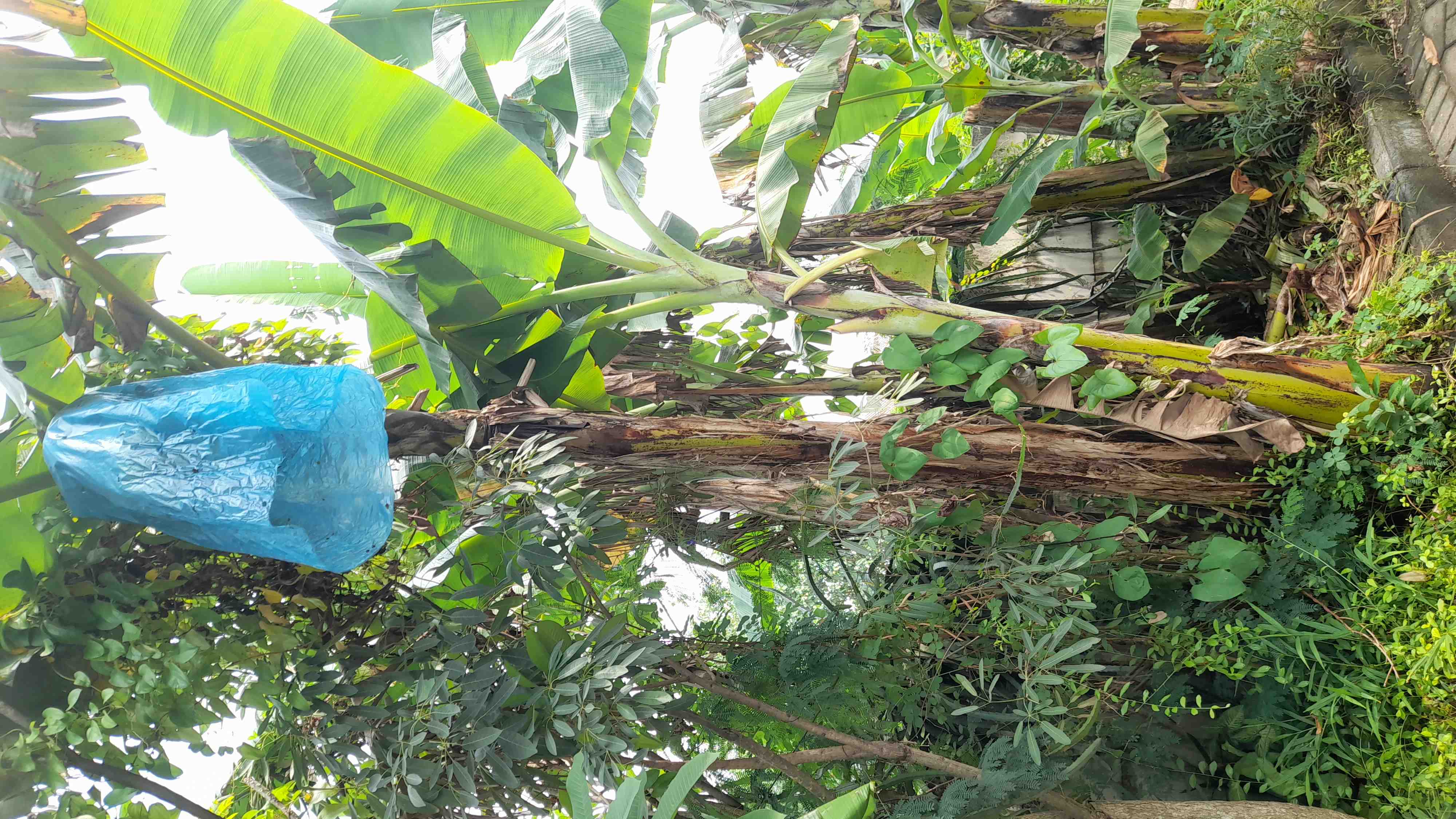 Ketahanan Pangan dengan Berkebun Pisang Kepok